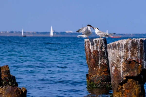 Odessa Mare Uccelli Cormorano Gabbiano Ragazza Mare Cane Strada Gatto Foto Stock Royalty Free