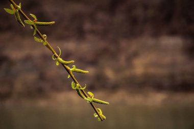 ağaç, bitki, doğa, bahar, dal, yaprak, yeşil, tomurcuk, beyaz, yalıtılmış, çiçek, dal, yapraklar, büyüme, gökyüzü, doğal, çiçek, söğüt, kahverengi, sezon, çiçek, mavi, hayat, flora, makro