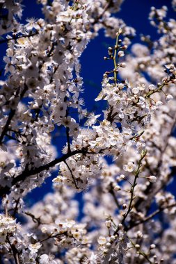 Ağaç, bahar, çiçek, çiçek, gökyüzü, kiraz, dal, doğa, çiçek, mavi, beyaz, çiçekler, çiçek, dallar, pembe, kış, sakura, kar, güzellik, çiçekler, bitki, bahçe, kiraz çiçeği, japan