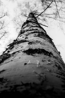 güzellik, güzel, kavak ağacı, arka plan, kabuk, huş, siyah, dal, kontrast, detaylar, çevre, orman, grup, koruluk, uyum, kzww, manzara, yaprak, doğal, doğa, hiç kimse, organik, açık hava, dışarıda, panoramik