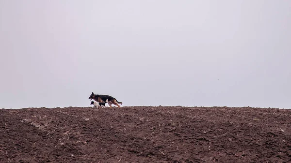 Hayvan Doğa Inek Çiftlik Sahil Çim Manzara Gökyüzü Sığır Köpek — Stok fotoğraf