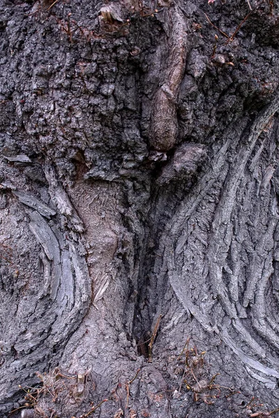 Árvore Casca Textura Natureza Madeira Rocha Velho Marrom Pedra Abstrato — Fotografia de Stock