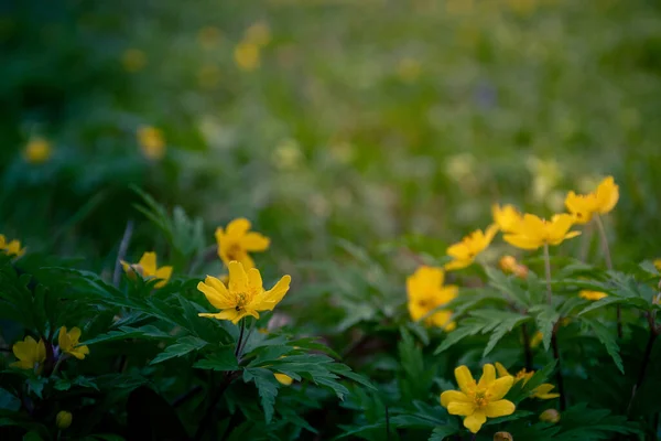 Flor Natureza Amarelo Flores Primavera Jardim Verão Planta Laranja Flor — Fotografia de Stock