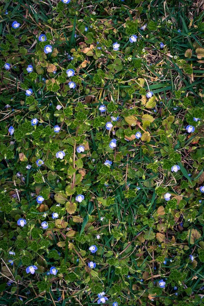 Flor Naturaleza Azul Planta Primavera Verano Púrpura Flores Flor Prado — Foto de Stock