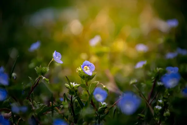 Květina Příroda Modrá Rostlina Jaro Léto Fialová Květiny Květy Louka — Stock fotografie