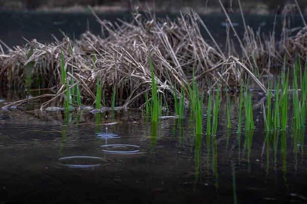 Water Natuur Meer Rivier Gras Vijver Groen Landschap Boom Bezinning — Stockfoto