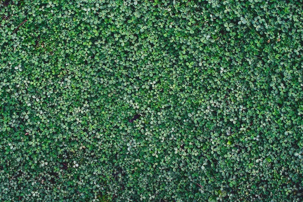 Bitki Doku Doğa Yaprak Duvar Alan Yapraklar Desen Bahçe Yeşillik — Stok fotoğraf