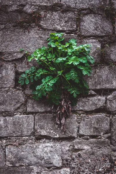 duvar, taş, tuğla, eski, mimari, doku, antik, bina, bitki, desen, inşaat, pencere, bahçe, detay, kaya, ev, ortaçağ, sarmaşık, dış, kapanış, kaba