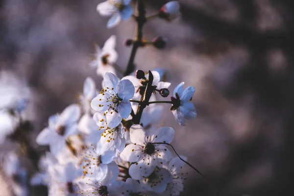Ağaç, bahar, çiçek, çiçek, gökyüzü, kiraz, dal, doğa, çiçek, mavi, beyaz, çiçekler, çiçek, dallar, pembe, kış, sakura, kar, güzellik, çiçekler, bitki, bahçe, kiraz çiçeği, japan