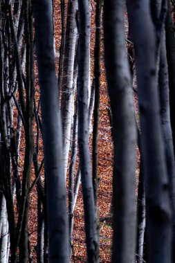 huş ağacı ormanı ve sabah güneş ışığı