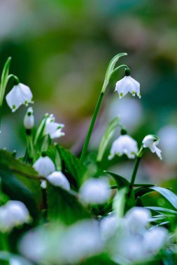 Ormanda güzel beyaz kar damlaları