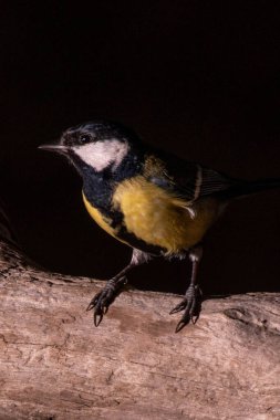 Ahşap arka planda şirin sarı kuşun yakın görüntüsü