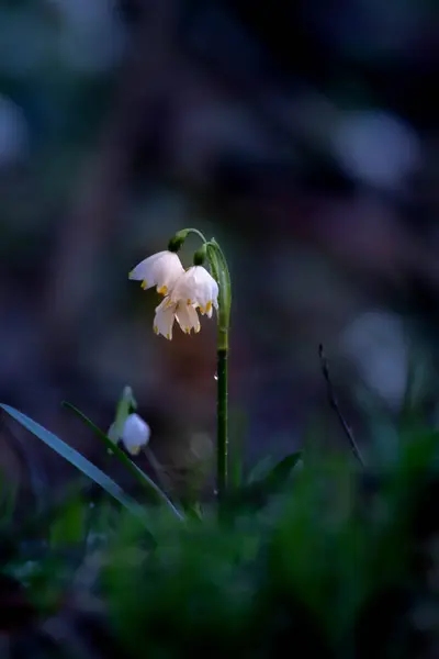 Ormanda beyaz kar damlası