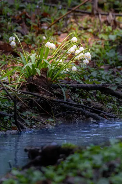 Ormandaki güzel beyaz bir zambağın dikey çekimi.