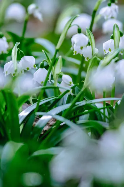 Ormanda beyaz çiçekler