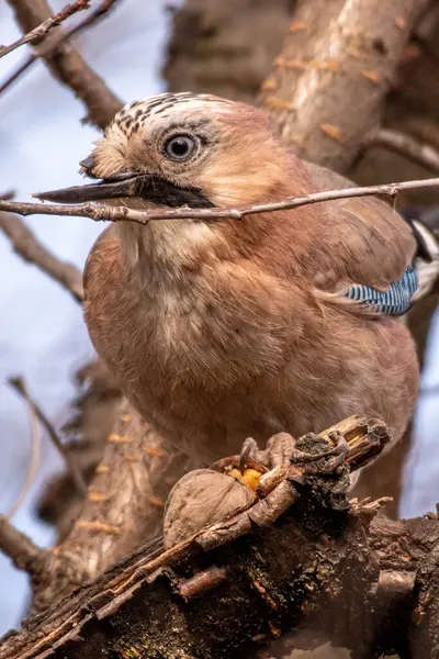 Ormandaki Avrasya tımarhanesi.