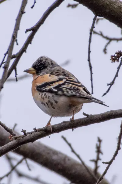 Bir ağacın dalındaki kuş.