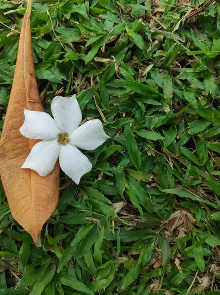 stock image Bintaro flower (Cerbera manghas) that falls on the grassy ground