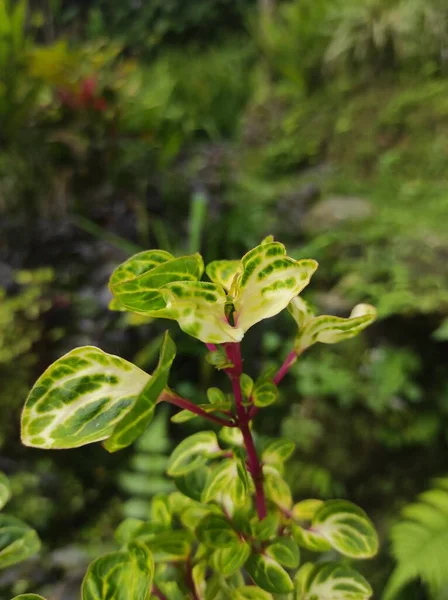 Vista Superior Planta Ornamental Iresine Herbstii Espinacas Rojas Prosperando Naturaleza — Foto de Stock