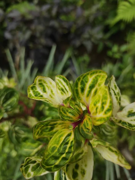 Zblízka Horní Pohled Okrasné Rostliny Iresin Herbstii Červený Špenát Prosperující — Stock fotografie