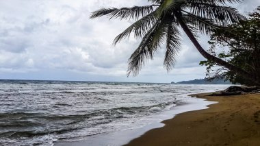 Hindistan cevizi ağaçları güzel kumsalın yanında, arka planda deniz ve gökyüzü var.