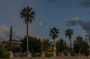 Ayın görkemli görüntüsü ve geceleri palmiye ağaçları.