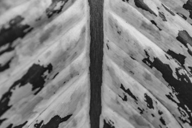 Siyah ve beyaz yaprak. Makro fotoğrafçılık 