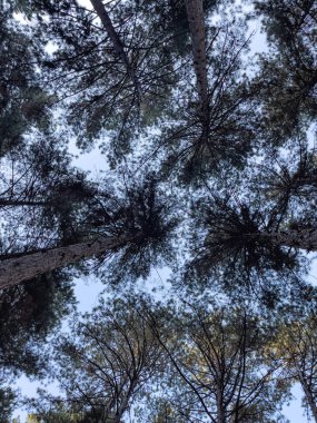 Ormanın zemininden bakıldığında, uzun çam ağaçlarından oluşan çarpıcı bir gölgelik mavi gökyüzüne doğru uzanır, güneş ışığının parçalarının dallardan süzülmesine izin verir..