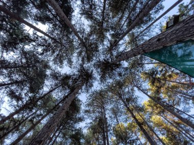 Ormanın zemininden bakıldığında, uzun çam ağaçlarından oluşan çarpıcı bir gölgelik mavi gökyüzüne doğru uzanır, güneş ışığının parçalarının dallardan süzülmesine izin verir..