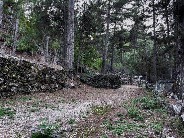 Taş bir duvar, yoğun bir çam ormanında esiyor. Gizem ve sükunet hissi yaratıyor..