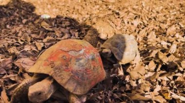 Bahçedeki kırmızı ve kahverengi kaplumbağa.