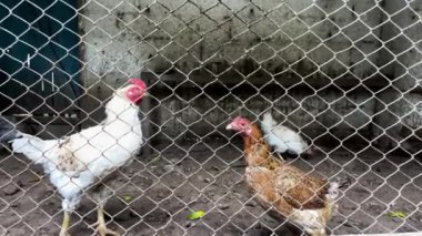 Bahçede beyaz ve kahverengi tavuklar