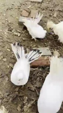 Çiftlikteki beyaz tavuk