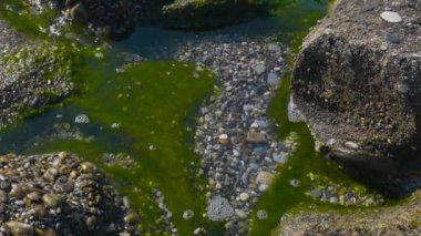 Taşlardaki yosunlar