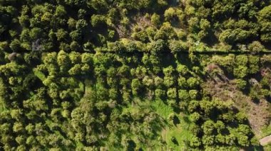 Sinema İnsansız Hava Aracı Yeşil Orman tepe örtüsü üzerinde çekim - 4K Hava Doğası Görüntüsü, Canlı Ağaç Tepesi Görünümü