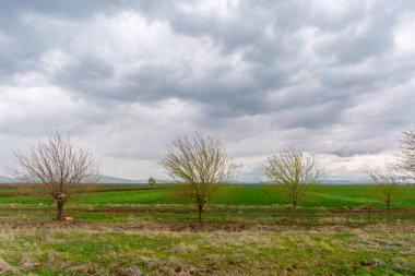 Alttaki Yeşil Alanlar Görünümü İnce ağaçlarla kaplı Gökyüzü