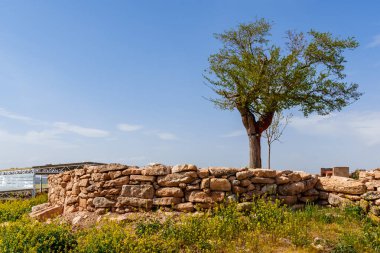 Kırsal taştan bir duvar, parlak bir gökyüzünün altındaki yemyeşil bir ağacın etrafını sarıyor.