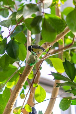 Şişman topta kuş gagası