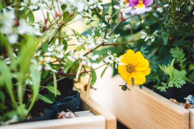 Balkondaki sarı çiçekte uçan bir sinek.