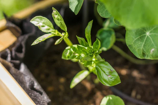 stock image Young basil in raised bed on balcony