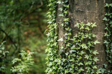 Sarmaşıkların yetiştiği ağaç
