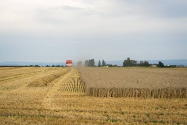 Buğday tarlasından geçen hasatçı