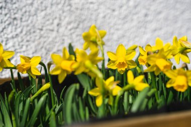 Bahçede yetişen sarı nergisler