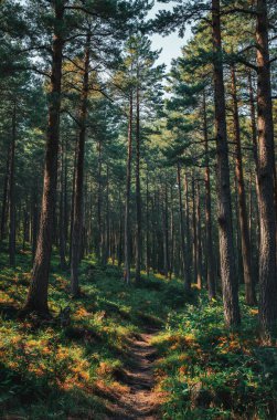 Çam ormanında bir patika