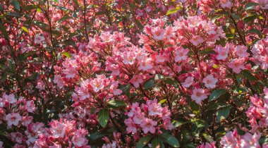 Bahçedeki güzel çiçekler