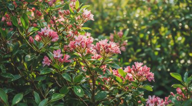 Bahçedeki güzel pembe çiçekler