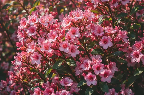 Bahçedeki güzel çiçekler