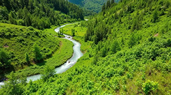 Ormandaki nehrin havadan görünüşü