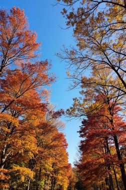 Renkli ağaçlarla dolu sonbahar manzarası
