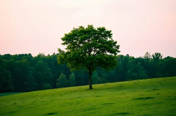Ormanda yeşil ağaçlar ve çimenler
